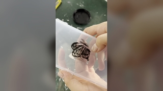 Sistema de cura UV LED Secagem rápida de tinta